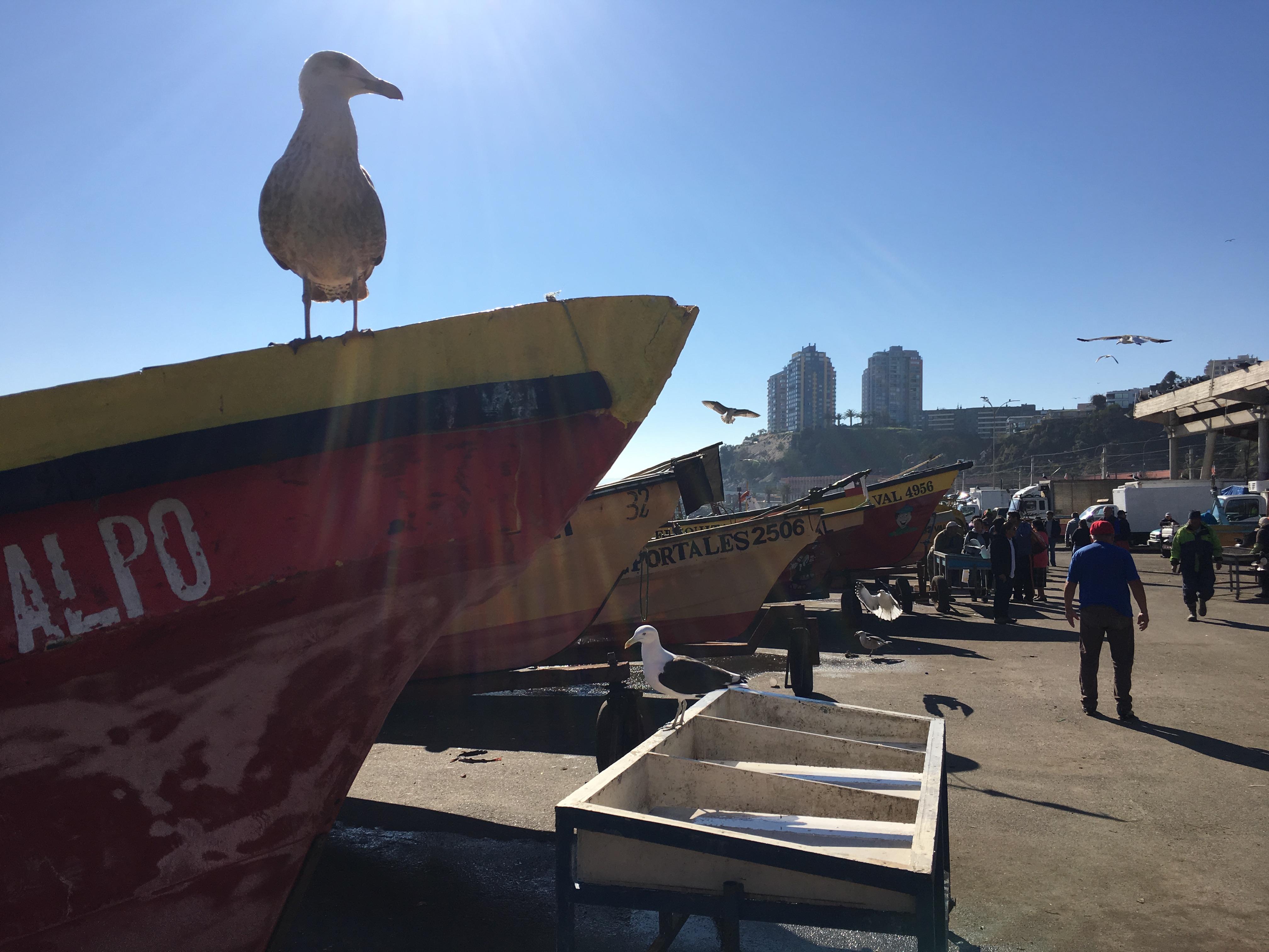 A seagull sits on a fishing boat in Chile