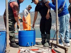 A group of fishers unload a box of hake on a dock in Chile.